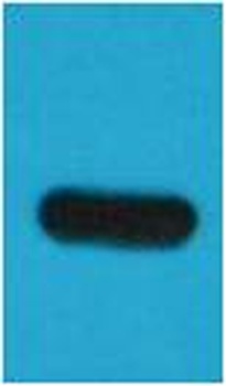 TAP-Tag Mouse mAb