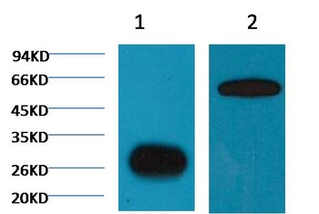 GFP-Tag antibody