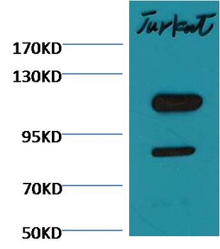 Cleaved PARP Mouse mAb