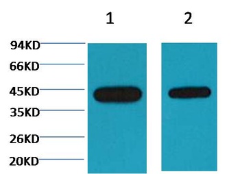 Plant actin antibody