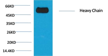 Rabbit IgG (Fc specific,Heavy Chain) antibody