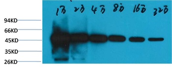 β-tubulin(HRP Conjugated) Mouse mAb