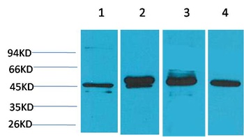 GAP43 Mouse mAb