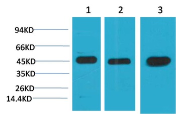 MEK2 Mouse mAb