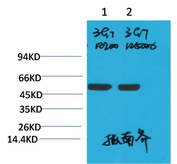 Rubisco(Large Chain) Mouse mAb