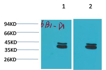 P44/42 MAPK (ERK1/2) antibody