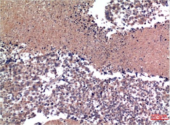 Cyclin B1 (1A5) Mouse mAb
