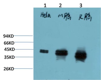 ERK1/2 antibody