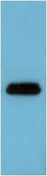 Flag-Tag (1C1) Mouse mAb