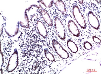 HP-1γ (3B9) Mouse mAb