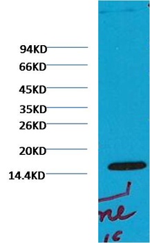 Histone H3 (di methyl K79) antibody