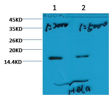 Histone H3 (tri methyl K79) Monoclonal antibody