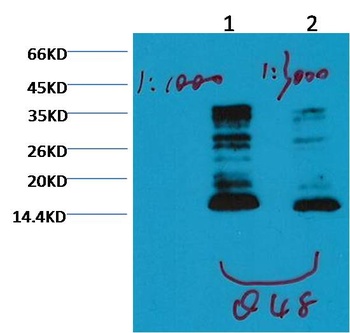 Histone H3 (mono methyl K79) antibody