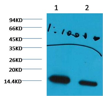 Histone H3 (di methyl K27) antibody