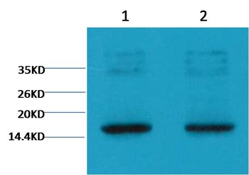 Histone H3(tri methyl K9) Monoclonal antibody