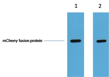 mCherry-Tag antibody