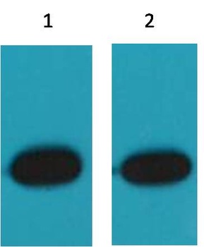 RFP-Tag antibody