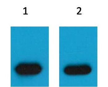 mCherry-Tag antibody