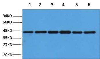 β-actin Rabbit pAb