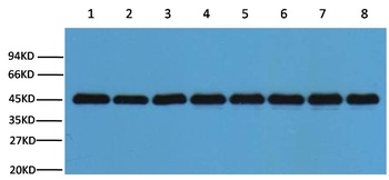 Plant-actin Rabbit pAb