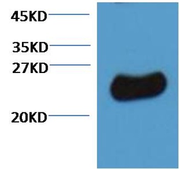 Plant GST antibody