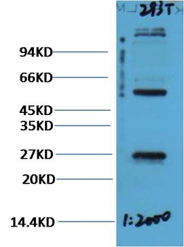 EFHD1 antibody