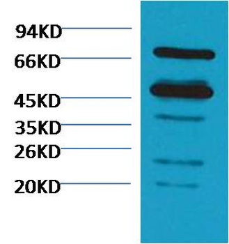 Rubisco Mouse pAb