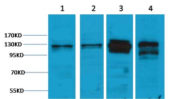 Vinculin antibody