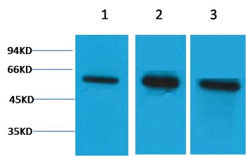 β Tubulin Rabbit pAb
