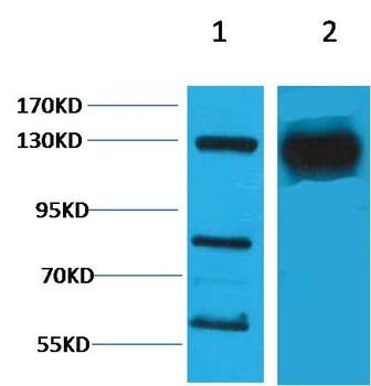 HIF-1α Rabbit pAb
