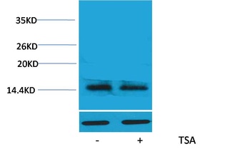 Histone H2A.X(Acetyl Lys5) Rabbit pAb