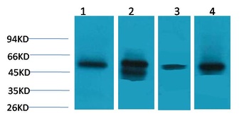 LDHD antibody