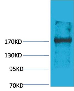 EPG5 Rabbit pAb