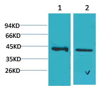 CALHM1 Rabbit pAb
