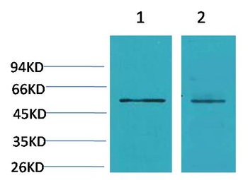 Cav beta3 antibody