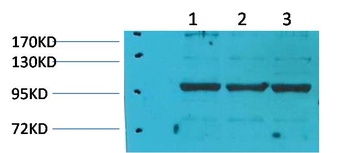 eEF1A2 binding protein Rabbit pAb