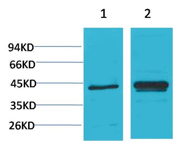 IκB α Rabbit pAb
