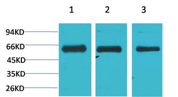 AMPKα1 Rabbit pAb