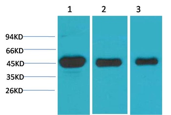 MEK1 antibody