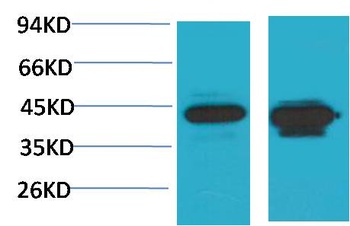 HAO1 antibody