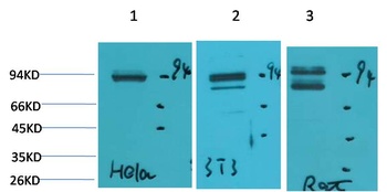 STAT1 Rabbit pAb