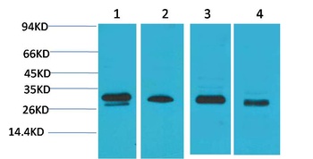 AMPKβ2 Rabbit pAb