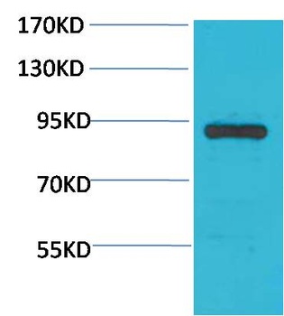 STAT4 Rabbit pAb