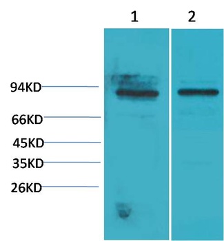STAT5a antibody