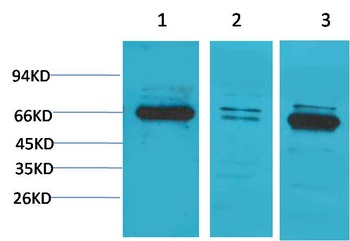 Bestrophin-1 antibody