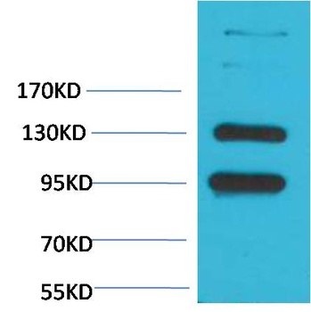CaVα2δ1 Rabbit pAb