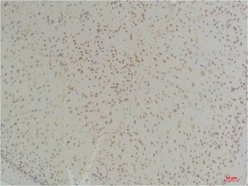Connexin-26 Rabbit pAb