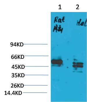 CXCR4 antibody