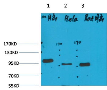 EphA1 antibody