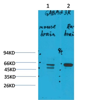 GABA A Receptor α3 Rabbit pAb